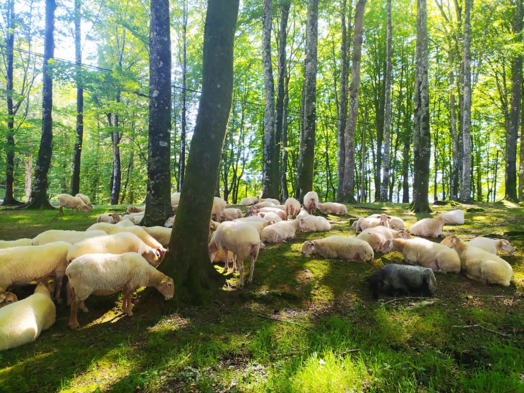 Ardiek inbidia ematen didate Ardiek inbidia ematen didate